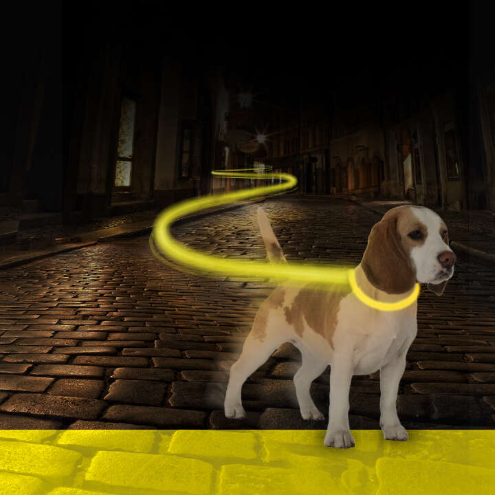 DUVO+ Hunde-Halsband Nylon Flash